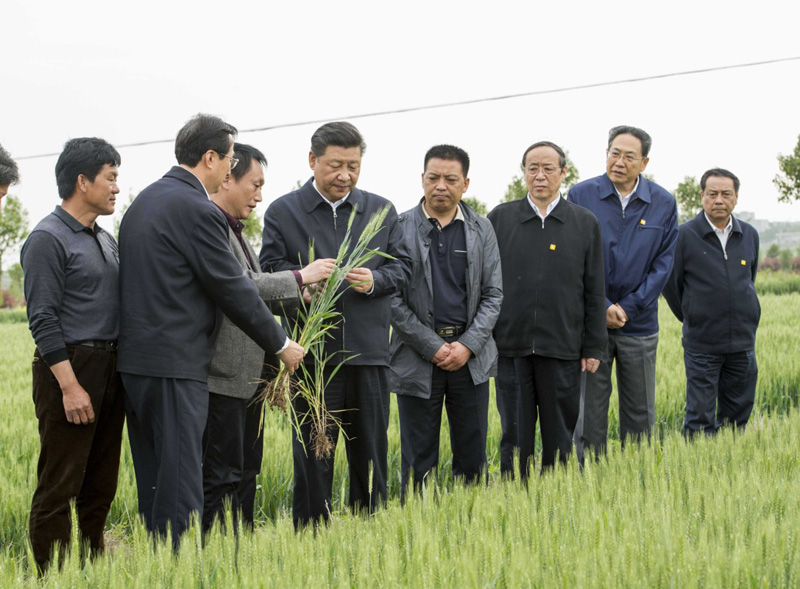 2016年4月25日下午，習(xí)近平在安徽滁州市鳳陽縣小崗村察看小麥長(zhǎng)勢(shì)。左一為種糧大戶程夕兵。新華社記者 李學(xué)仁 攝